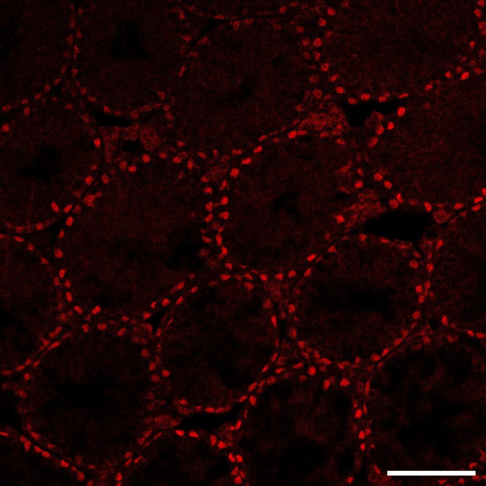 Image of real testes of 28-day-old mice